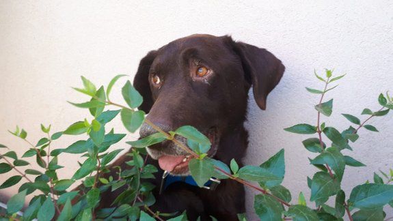 Rescató a un perro al borde de la muerte y ahora le busca un hogar