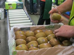 roedores generan perdidas de us$ 34 millones a la industria del kiwi roedores generan perdidas de us$ 34 millones a la industria del kiwi