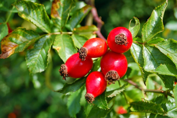 El calafate se posiciona como un guardián contra la obesidad, ya que sus polifenoles ayudan a prevenir la resistencia a la insulina. El calafate se posiciona como un guardián contra la obesidad, ya que sus polifenoles ayudan a prevenir la resistencia a la insulina.