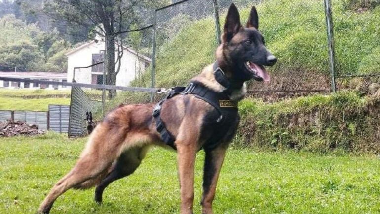 El perro Wilson El perro Wilson