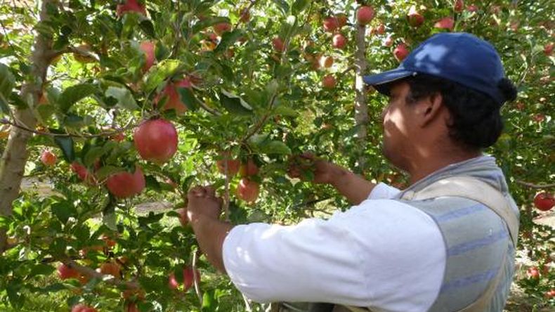 Heladas tardías, granizo y añerismo provocaron una de las campañas de manzana más bajas de los últimos años en Río Negro y Neuquén. | LM Neuquen Heladas tardías, granizo y añerismo provocaron una de las campañas de manzana más bajas de los últimos años en Río Negro y Neuquén.