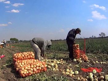 Se avanza en la implementación de tecnologías agrícolas que aumentan la eficiencia.