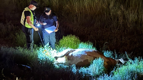 Violento choque de una camioneta terminó con una vaca muerta en Ruta 7 | LM Neuquen Violento choque de una camioneta terminó con una vaca muerta en Ruta 7