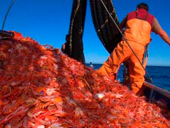 Langostino: El informe destaca buenos rendimientos con altos, Foto: visionmaritima.uy Langostino: El informe destaca buenos rendimientos con altos, Foto: visionmaritima.uy