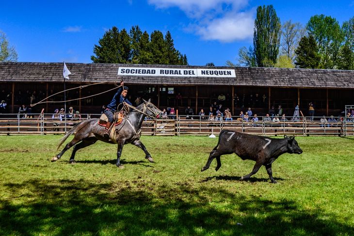 El remate se dio en el marco de la exposición de Bovinos de Neuquén, Foto: gentileza SRN. El remate se dio en el marco de la exposición de Bovinos de Neuquén, Foto: gentileza SRN.