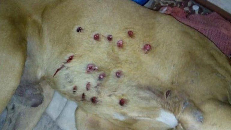 Brutal operativo: le meten 16 balazos a un perro en un allanamiento