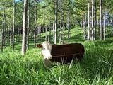 La ganadería en el bosque, es una opción totalmente sustentable. ﻿