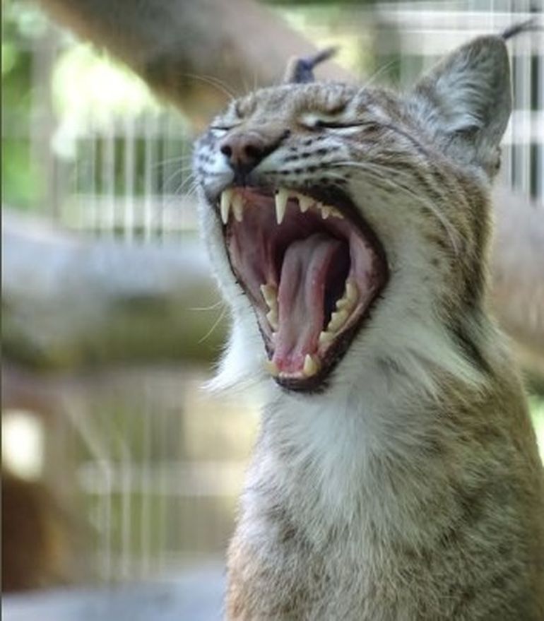 La foto que acompaña la publicación del zoológico de Dinamarca, donde dice que acepta donaciones de mascotas para alimentar depredadores. La foto que acompaña la publicación del zoológico de Dinamarca, donde dice que acepta donaciones de mascotas para alimentar depredadores.