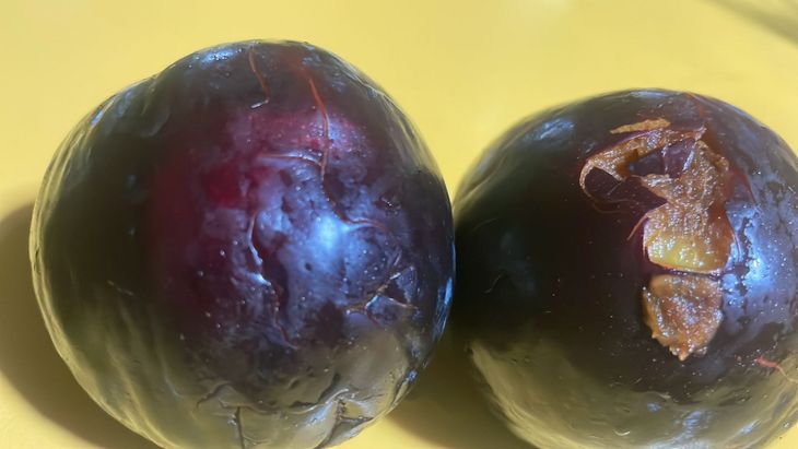 La fruta de carozo, todavía sin cosechar, resultó muy afectada. La fruta de carozo, todavía sin cosechar, resultó muy afectada.