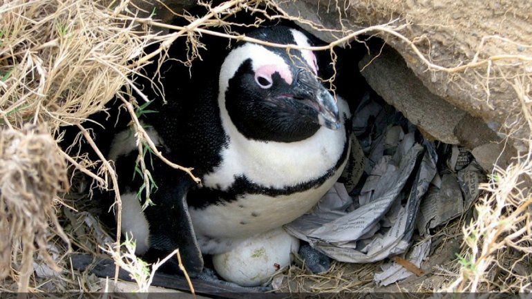 Los pingüinos no vuelan y sus huevos son asimétricos.