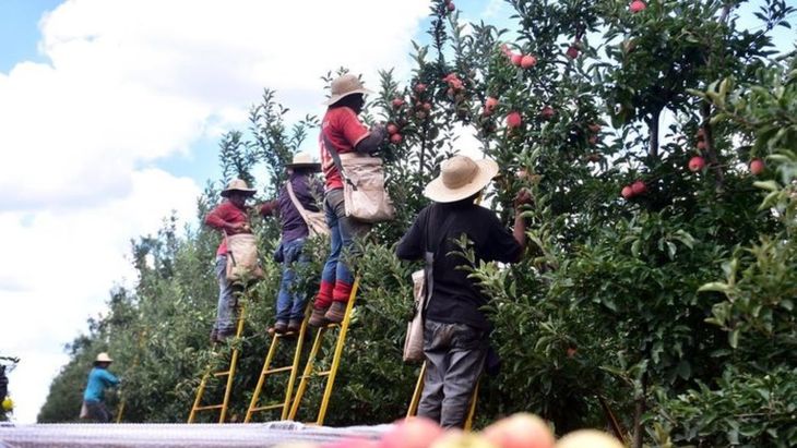 La cosecha de manzana en Brasil muestra mayor volumen, menos enfermedades fúngicas y un mercado interno que definirá el nivel de exportaciones en 2025.