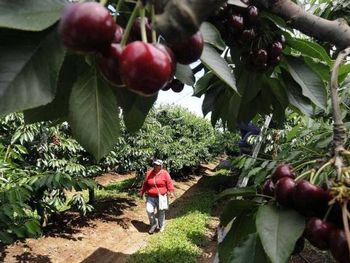 Chile proyecta exportaciones superiores a las 650.000 toneladas para la presente campaña. Chile proyecta exportaciones superiores a las 650.000 toneladas para la presente campaña.