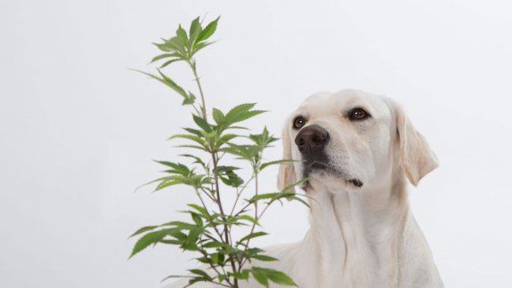 Los veterinarios no pueden recetarla, pero organizaciones como la Cámara de Comercio de Cannabis venden productos para mascotas con marihuana.
