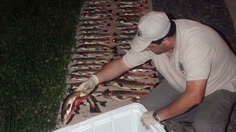 Las truchas secuestradas estaban en una conservadora y no habían sido limpiadas.