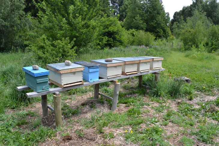 La miel de la zona es muy buscada por ser patagónica. Foto: Centro Pyme Adeneu. La miel de la zona es muy buscada por ser patagónica. Foto: Centro Pyme Adeneu.