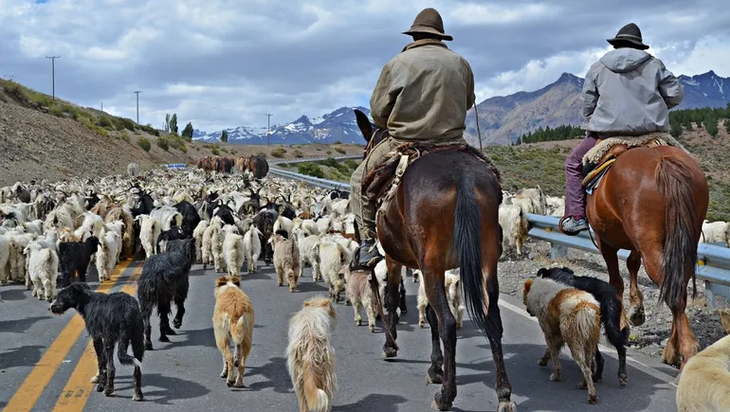 Trashumancia ancestral en las alturas de Neuqu&eacute;n: crianceros mapuches llevan el ganado a las veranadas cordilleranas en busca de pasturas frescas.