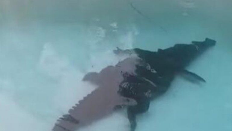 El video no tardó en viralizarse en Facebook