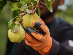 La pera Rocha tiene hoy como principales mercados extra Unión Europea a Gran Bretaña y Brasil. La pera Rocha tiene hoy como principales mercados extra Unión Europea a Gran Bretaña y Brasil.