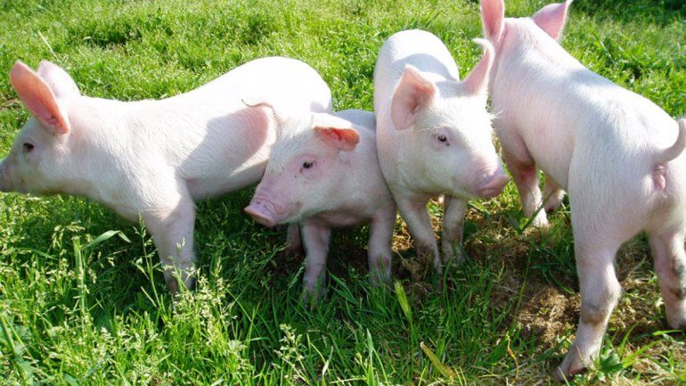 Los atraparon cuando se robaban cinco lechones en una moto