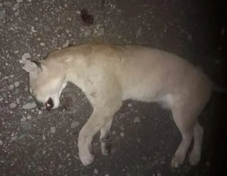 Foto: Agenda Salta. Foto: Agenda Salta. 