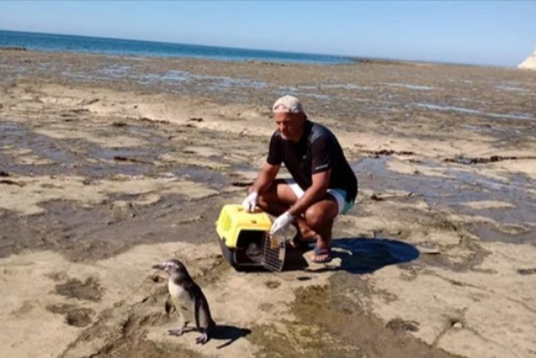 Víctor Fratta, reconocido rescatista que trabaja en el Centro de la Red Faunar en Puerto Madryn, fue quien denunció el caso en las redes. Víctor Fratta, reconocido rescatista que trabaja en el Centro de la Red Faunar en Puerto Madryn, fue quien denunció el caso en las redes. 