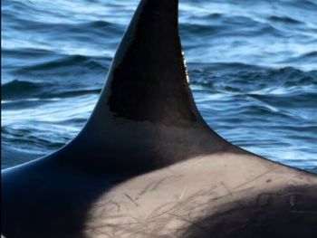 Mica, la orca protagonista del video en Puerto Madryn. Los científicos la identifican por las marcas en la aleta y el lomo.
