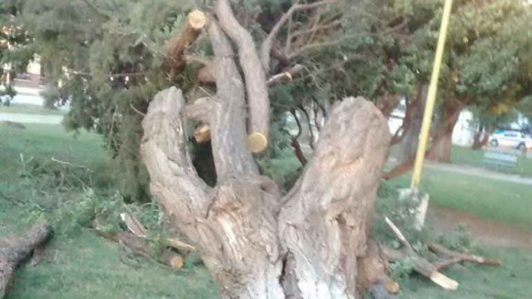 Un viejo árbol de Centenario no soportó la fuerza del viento.