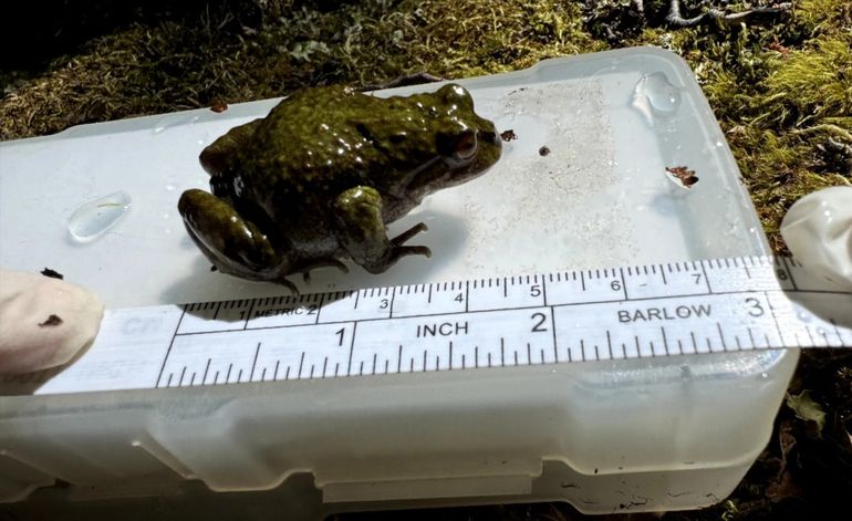 La ranita de Chaltén mide como máximo 5 centímetros. La ranita de Chaltén mide como máximo 5 centímetros.