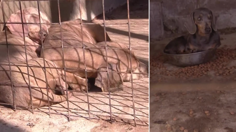 Denuncian que los perros estaban en malas condiciones de vida.