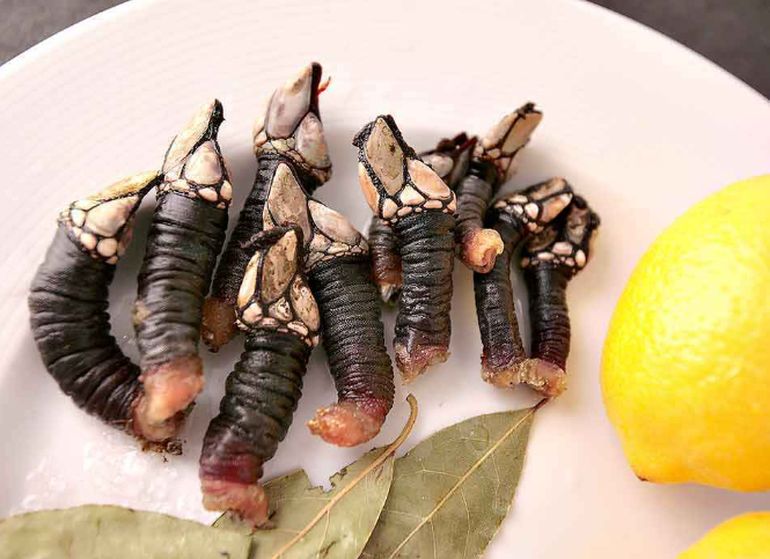 El percebe en el plato: un manjar exclusivo de la alta cocina gallega. El percebe en el plato: un manjar exclusivo de la alta cocina gallega. 