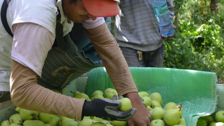 Brasil impulsa el arranque de la campa&ntilde;a de peras argentinas con precios in&eacute;ditos para el inicio del a&ntilde;o
