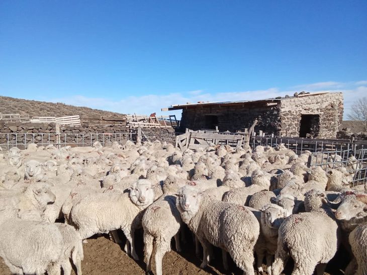 La aparición de scrapie obligó a renegociar certificados sanitarios mercado por mercado y provocó demoras que complican al sector ovino exportador. La aparición de scrapie obligó a renegociar certificados sanitarios mercado por mercado y provocó demoras que complican al sector ovino exportador.