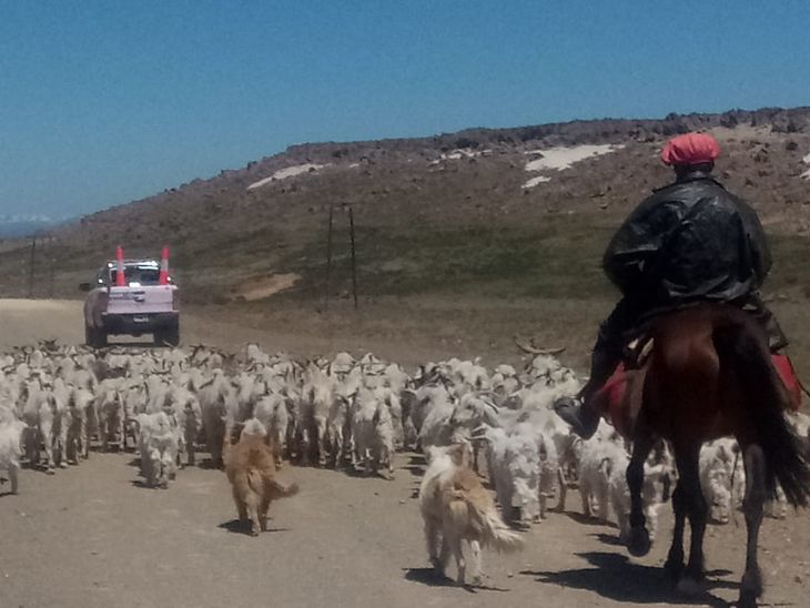 La trashumancia hunde sus raíces históricas en el modo de producción de los pueblos originarios. La trashumancia hunde sus raíces históricas en el modo de producción de los pueblos originarios.