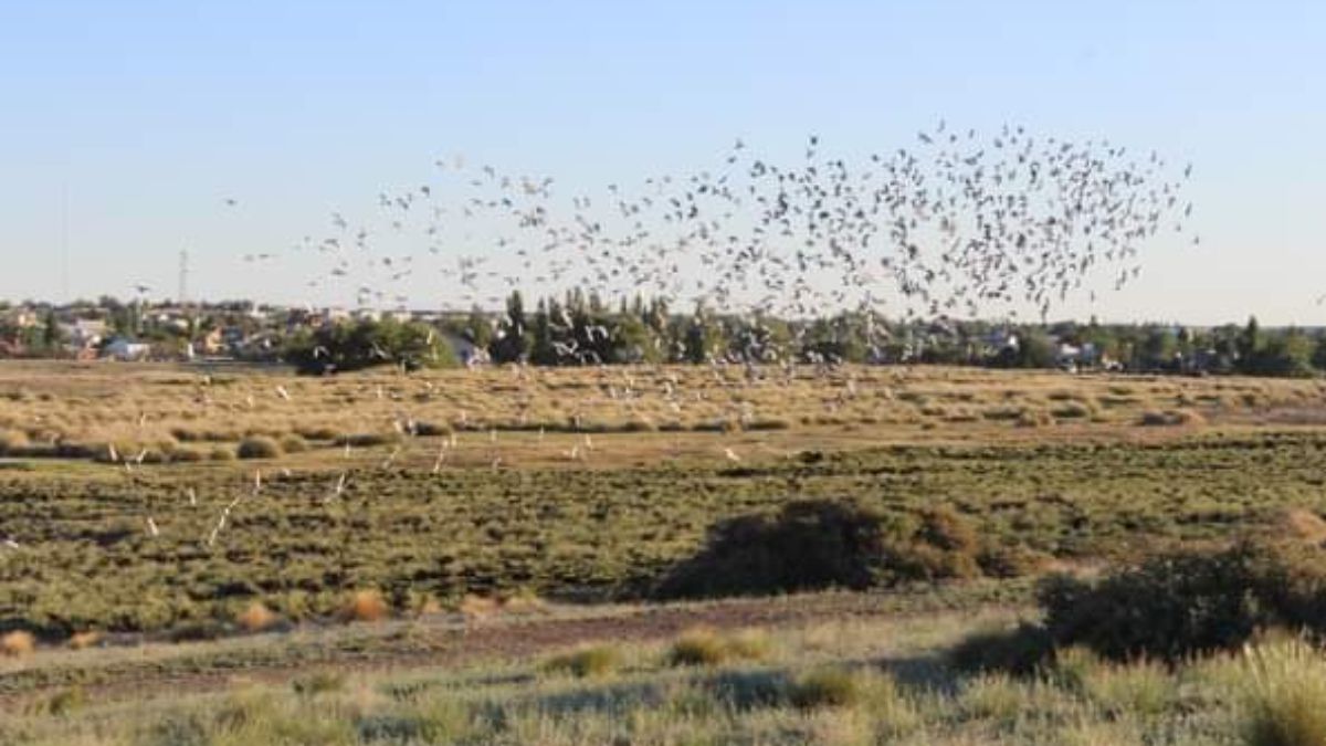 Miles de palomas mensajeras volaron el cielo neuquino thumbnail