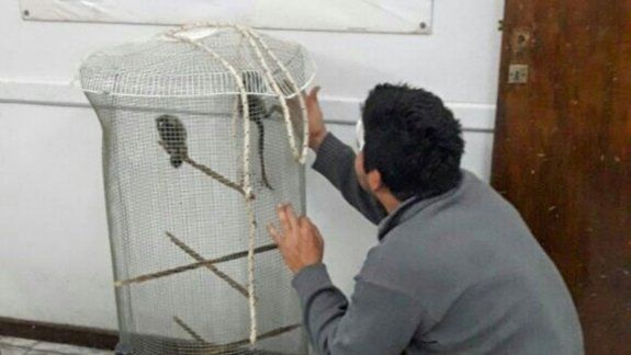 Los monitos, finalmente, fueron devueltos a su dueño sanos y salvo.