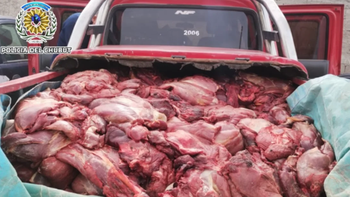 Especialistas de Bromatología de Trelew constataron que la carne de guanaco estaba en condiciones insalubres y ordenaron su destrucción. Especialistas de Bromatología de Trelew constataron que la carne de guanaco estaba en condiciones insalubres y ordenaron su destrucción.