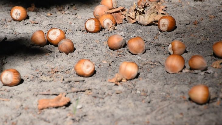 Productores reportan pérdidas de entre el 50% y el 80% tras un evento climático que no se veía hace años.