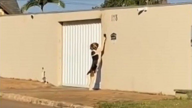 Divertido perro es viral en Twitter por saber tocar el timbre de su casa.
