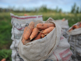 Capacitación para la producción hortícola. Foto: INTA
