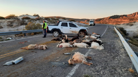 Desastre en la ruta: chocó y mató a 40 chivos en el norte neuquino