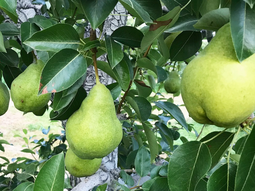 Buenas perspectivas para la pera del Valle en Europa. Buenas perspectivas para la pera del Valle en Europa.