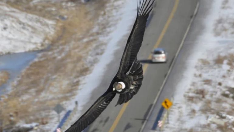 Un cóndor andino sobrevolando los alrededores de 28 de Noviembre