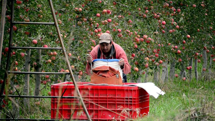 Por distintas razones, una de ellas el retraso cambiario, las exportaciones de manzanas argentinas no paran de caer.
