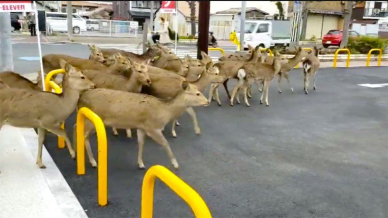 Los animales toman el control de las ciudades por la cuarentena