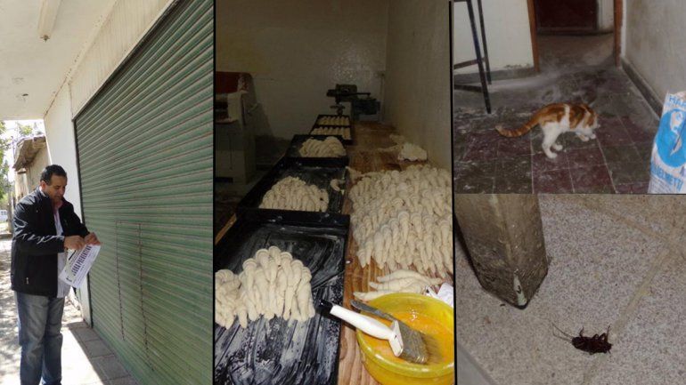 Cucarachas, lauchas y hasta un gato en una panadería del barrio Valentina Norte