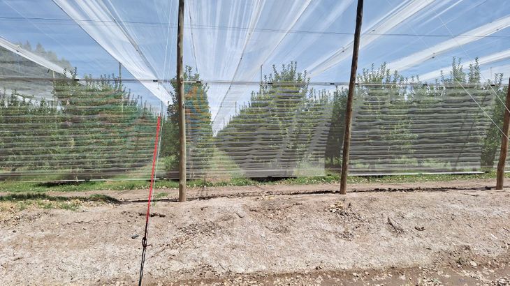 Las tormentas de noviembre marcaron una campaña con fuertes pérdidas productivas. Solo aquellas explotaciones con protección total pudieron sortear este problema.