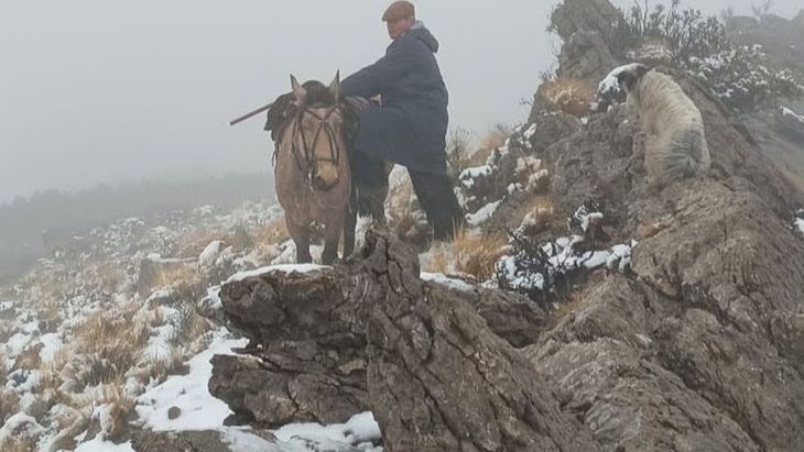 El conflicto entre la fauna silvestre y la producción rural vuelve a generar tensión en el norte de Neuquén.