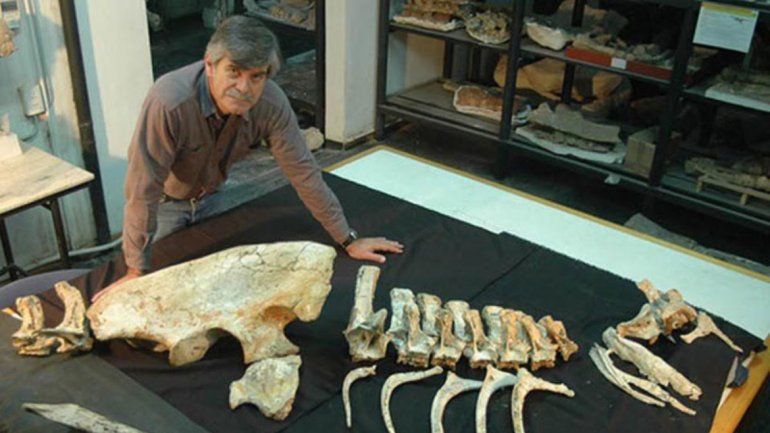 “Uno recuerda todo lo que ha trabajado y el impacto que tuvo este dinosaurio y sabe que tuvo algo que ver con todo eso”, expresó Rodolfo Coria, paleontólogo e integrante de las tareas de excavación.
