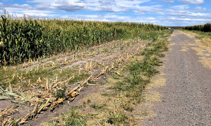 El sol, el agua y Vaca Muerta amplían las fronteras agropecuarias de la  Patagonia
