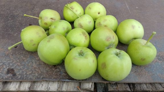 El granizo afectó la producción frutícola en Chichinales